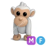 Albino Monkey