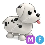 Dalmatian