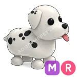 Dalmatian