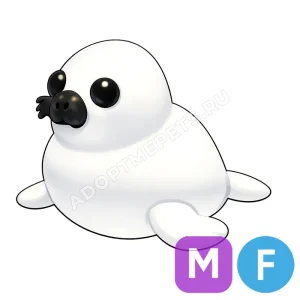 Harp Seal