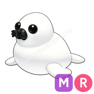 Harp Seal