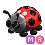 Ladybug