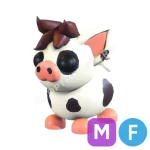 Mini Pig
