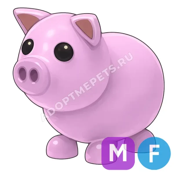 Pig