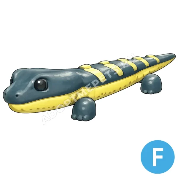Salamander