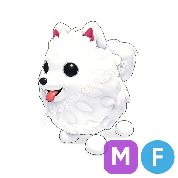 Samoyed