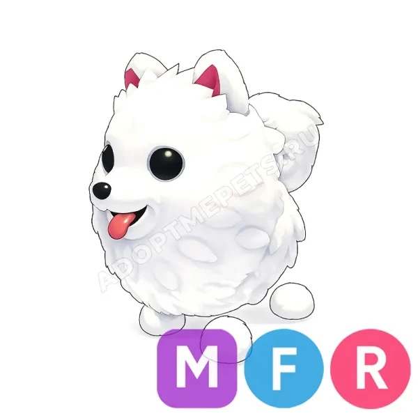 Samoyed