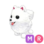 Samoyed