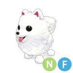 Samoyed