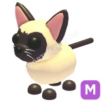 Siamese Cat