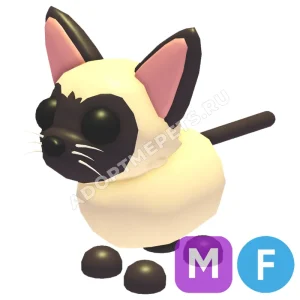 Siamese Cat