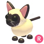 Siamese Cat