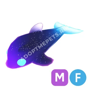 Glormy Dolphin