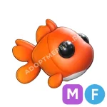 Goldfish