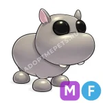 Hippo