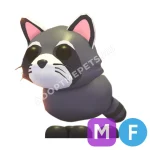 Raccoon