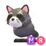 Raccoon